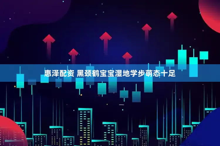 惠泽配资 黑颈鹤宝宝湿地学步萌态十足