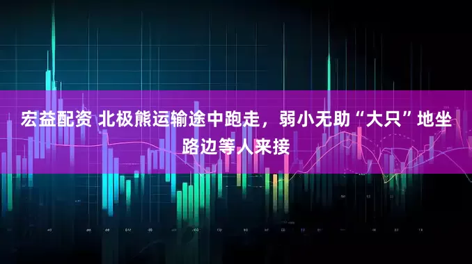 宏益配资 北极熊运输途中跑走，弱小无助“大只”地坐路边等人来接