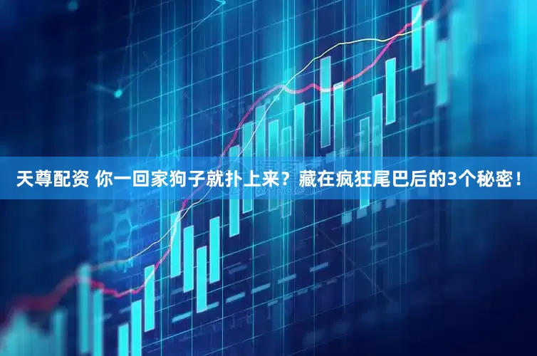 天尊配资 你一回家狗子就扑上来？藏在疯狂尾巴后的3个秘密！